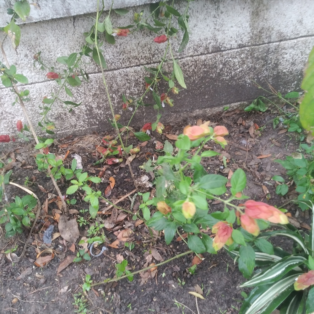 4 Red Shrimp Tailed Petunias